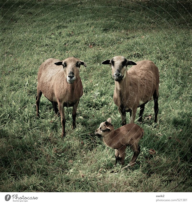 Aufpasser Gras Wiese Nutztier Schaf Kamerunschafe 3 Tier Tierpaar Tierjunges Tierfamilie beobachten Blick stehen niedlich Zusammensein Verantwortung achtsam