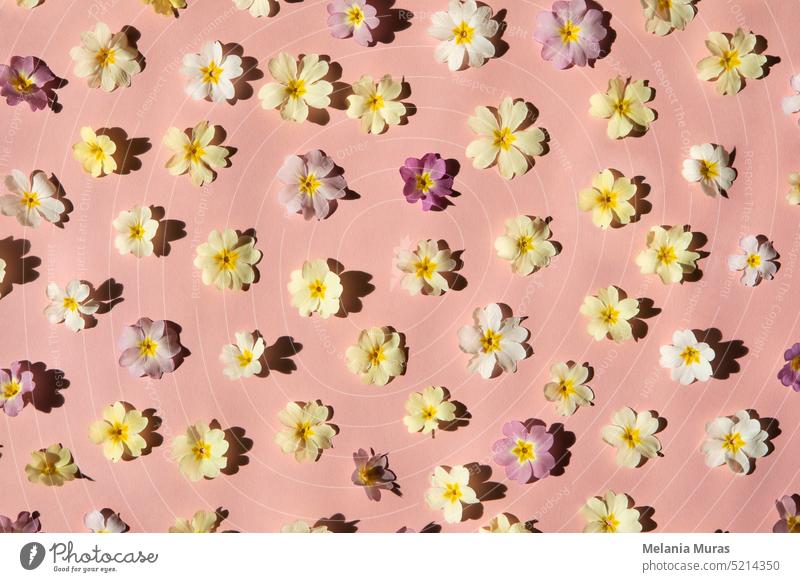 Frühling Blumen Muster auf rosa Hintergrund. Pastellfarbene Blumen flach legen, helles Licht mit Schatten, abstrakte Blüte Hintergrund. Grußkarte, Hochzeit, Jahrestag.