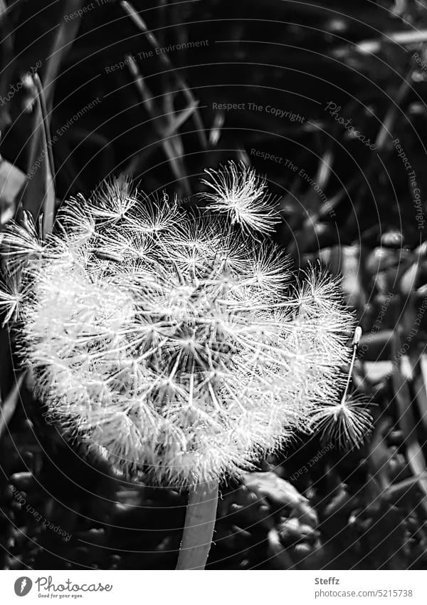 Pusteblume im Wind Löwenzahn leicht Wunscherfüllung Windhauch wunschdenken Leichtigkeit wünschen Wunschwelt Wunschvorstellung Pflanzensamen Wildpflanze Unkraut