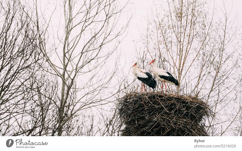 Zwei erwachsene europäische Weißstörche im Nest sitzend an einem Frühlingstag. Weißrussland Natur Ukraine Vogelkunde Russland weiß Umwelt weißrussland Zugvogel