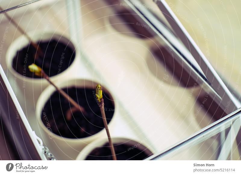 Kastanienbaum als Bonsai Gewächshaus Zimmerpflanze keimen Pflanze Topfpflanze Wachstum Frühling Trieb Triebe Pflänzchen gießen pflegen Grünpflanze Raumklima
