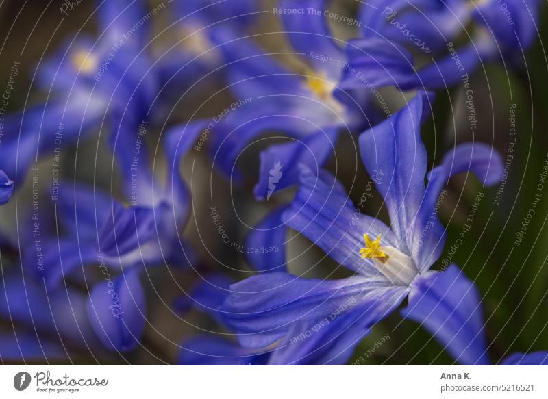 Tanz der blauen Blumen Sternhyazinthe chionodoxa Schneeglanz Schneestolz himmelblau violett Frühlingsblume Frühblüher März sternförmige Blüten Frühlingsgefühle