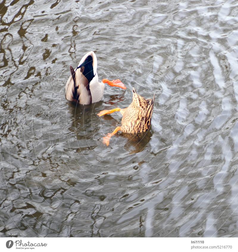 Entenpaar bei der Nahrungssuche Binnensee Teich Wasser Vögel 2 Tiere Stockenten Paar Erpel männlich weiblich Futtersuche kopfüber unter Wasser tauchen