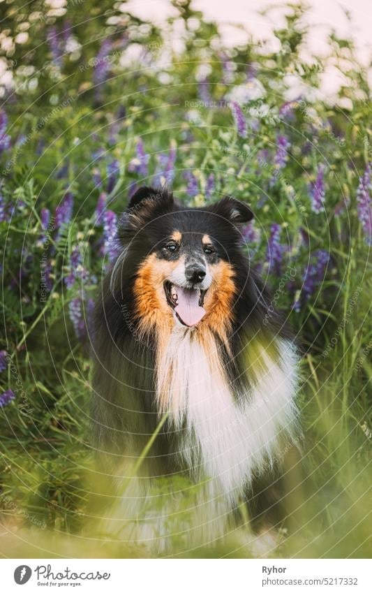 Tricolor Rough Collie, Funny Scottish Collie, Long-haired Collie, English Collie, Lassie Dog Sitting In Green Summer Meadow Grass With Purple Blooming Flowers.