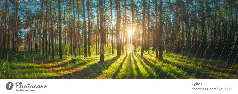 Sonnenuntergang Sonnenaufgang Sonnenschein im sonnigen Sommer Nadelwald. Sonnenlicht Sonnenstrahlen durch Wälder in Waldlandschaft. Panorama Panoramablick