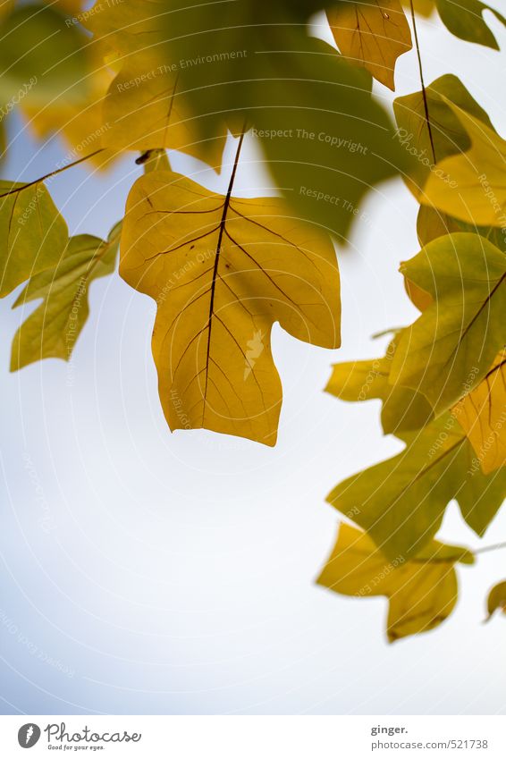 Ziemlich typisches Herbstbild Umwelt Natur Pflanze Himmel Klima Wetter Schönes Wetter Baum Blatt blau braun gelb grün hell durchscheinend Blattadern