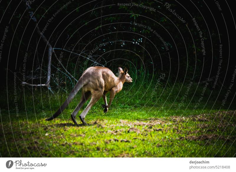 Ein Großes Känguru läuft mit großen Sprüngen von den Photocase  Fotografen davon. Australien Außenaufnahme Menschenleer Farbfoto Tier Tag Ausflug fantastisch