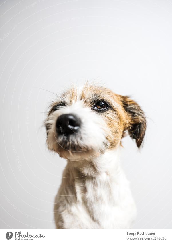 Porträt von einem kleinen Terrier Hund. Weißer Hintergrund. Haustier Tier Tierporträt Tiergesicht niedlich Innenaufnahme Tierliebe Blick Schnauze beobachten