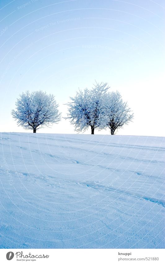 three trees Umwelt Natur Landschaft Pflanze Urelemente Luft Wasser Himmel Wolkenloser Himmel Sonne Sonnenaufgang Sonnenuntergang Sonnenlicht Winter