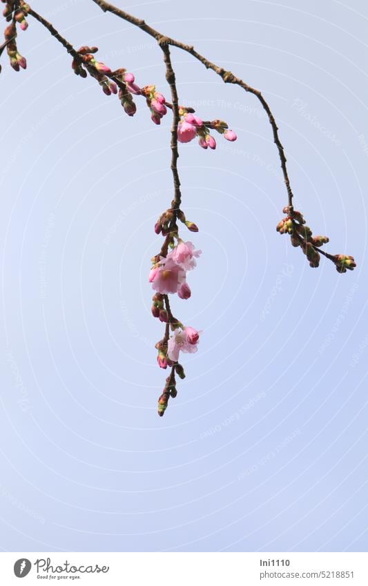 Blütenzweige der Zierkirsche Frühling Pflanze Zweige hängend geöffnet rosa Knospen halb geöffnet geschlossen blauer Himmel