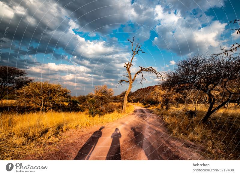 sonnengeschichten Waterberg Wärme Baum Außenaufnahme Afrika Namibia Landschaft Ferne Fernweh Ferien & Urlaub & Reisen Sonnenlicht Abenddämmerung besonders