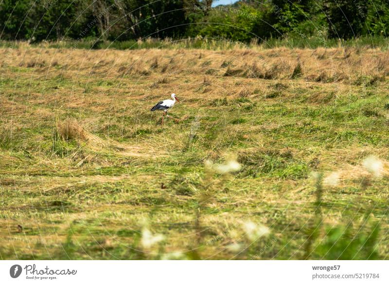 Ein Storch schreitet über eine Wiese im Drömling schreitend Vogel Tier Außenaufnahme Natur Wildtier Tag Menschenleer Farbfoto Weißstorch Futtersuche