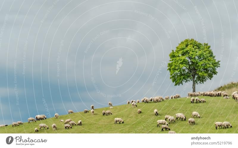 Eine Schafherde auf einem Hügel mit einem Baum und bewölktem Hintergrund Ackerbau Tier Tiere schön Wolken Textfreiraum Land Landschaft Essen Umwelt Europa