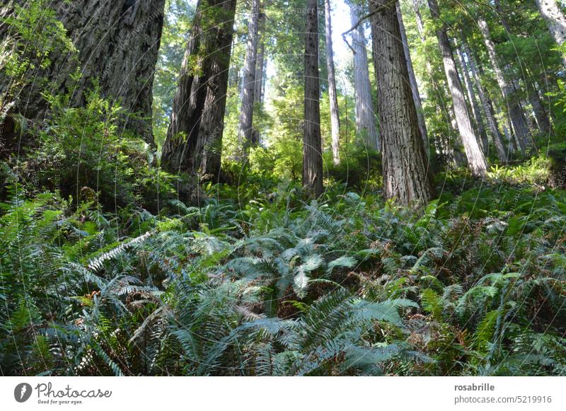 Die schießen wie die Bäume aus dem Boden Baum Wald Mamut Mamutbaum Waldboden riesig Farn Natur natürlich Pflanze Umwelt grün Wachstum wachsen Froschperspektive