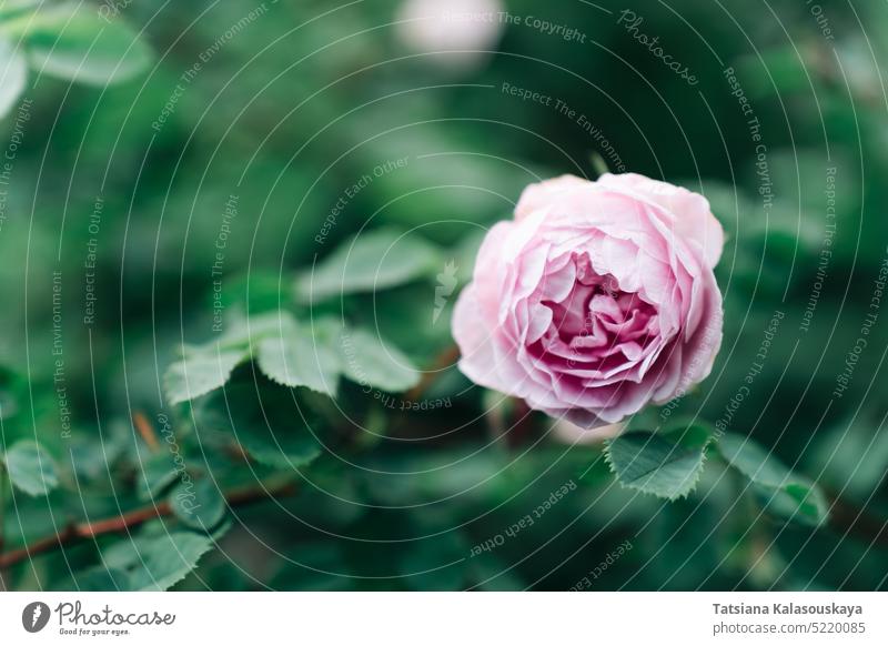 Blume der rosa englischen Rose auf dem Hintergrund des grünen Laubes Roséwein Blüte Garten Blütezeit Flora Strauch englische Rose Geist der Freiheit Zwitter