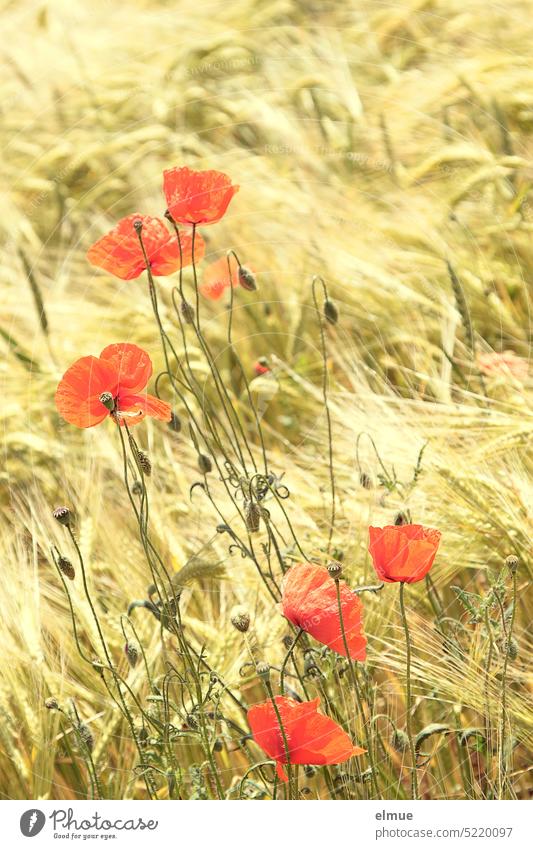 rote Mohnblüten im Gerstenfeld / Ostermo(h)ntag Mohnblumen Sommer Mohnfeld Mohngewächse Papaver Papaveraceae Heilpflanze öko ökologisch Hahnenfußartige