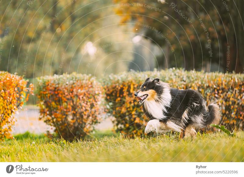 Tricolor Rough Collie, lustiger schottischer Collie, langhaariger Collie, englischer Collie, Lassie-Hund, der im Herbst im Park im Freien läuft colley