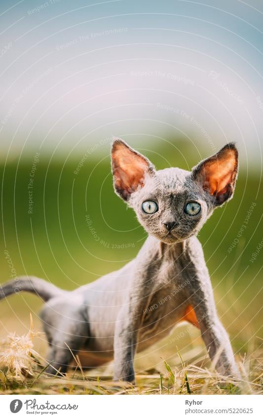 Lustige junge graue Devon Rex Kätzchen im Gras. Kurzhaarige Katze der englischen Rasse. Süße Devon Rex Katze Lustig Neugierig Junges Devon Rex Kätzchen Im Gras. Kurzhaarige Katze der englischen Rasse. Sehr kleine liebevolle Haustiere liebevolle Katzen