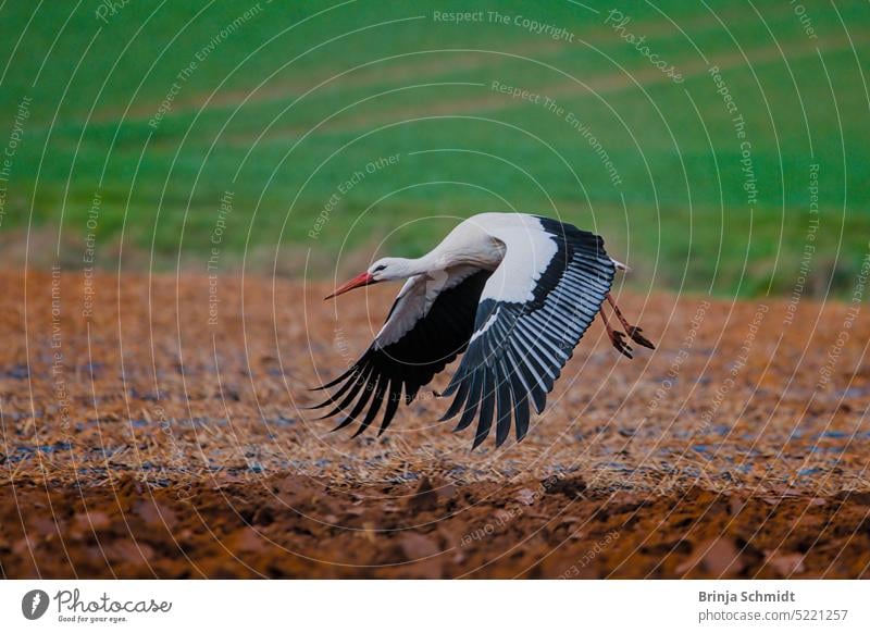 Ein Storch, der gerade vom Boden abhebt Vogel Tier Wildtier Weißstorch Umwelt Gefieder Adebar Wildvogel weiß Feder Flügel fliegen schwarz Natur Abheben Babybote