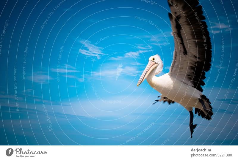 Großer Pelikan Vogel im Lande Anflug Tucan Auge Nahaufnahme Tier Farbfoto Menschenleer Detailaufnahme Außenaufnahme Wildtier Natur Tierporträt Schnabel