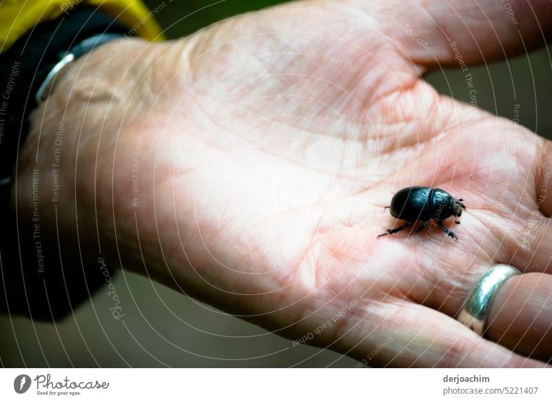 Meine Hand wurde als Flugschneise genommen. käferchen klein Außenaufnahme Nahaufnahme Farbfoto Menschenleer Tag Natur Schwache Tiefenschärfe Sommer mehrfarbig