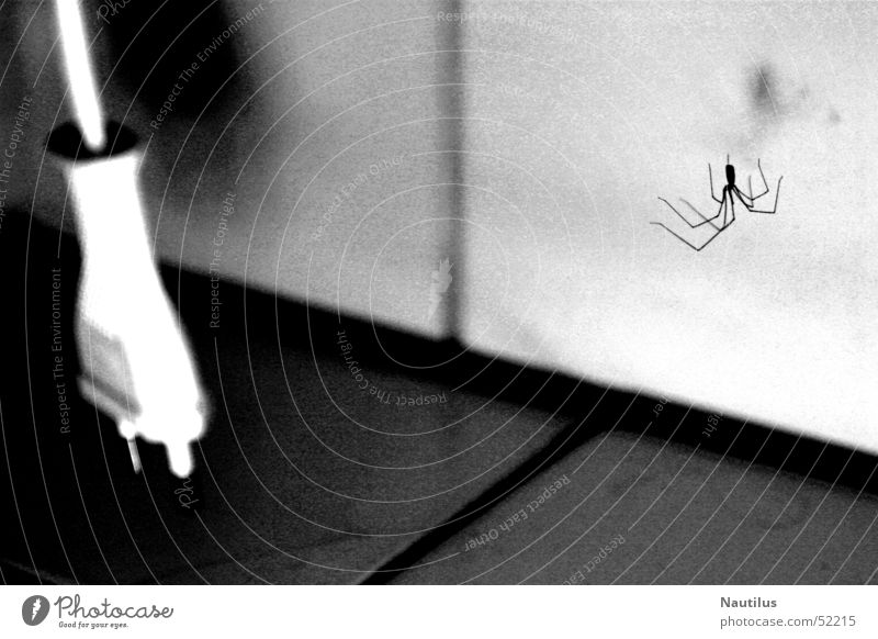 Mein Badezimmer Stecker Spinne Schwarzweißfoto Kontrast Fliesen u. Kacheln Netzstecker