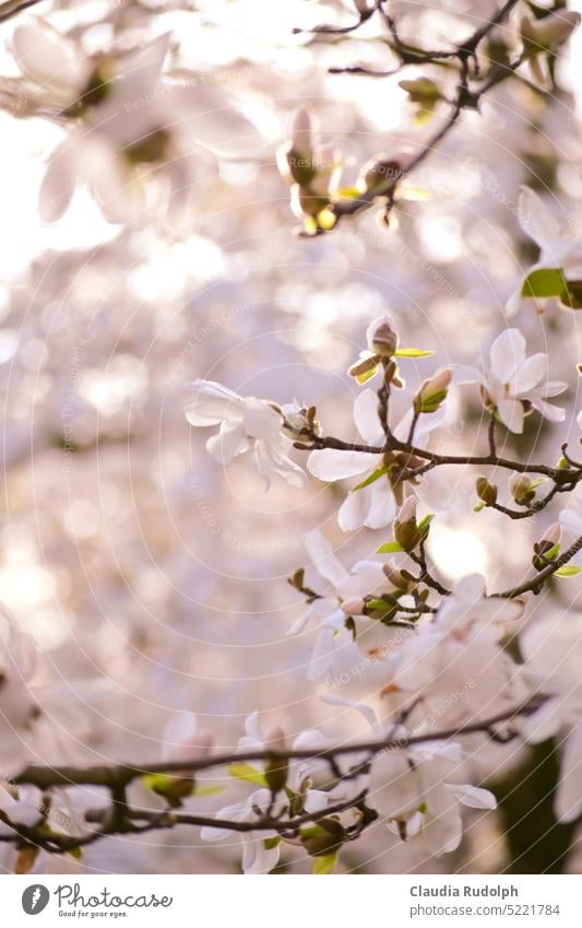 Blick in weiß blühenden Magnolienbaum Magnolienblüte sternmagnolie Licht und Schattenspiel Frühling Frühlingszeit Blüte natürlich Magnoliengewächse Blühend März
