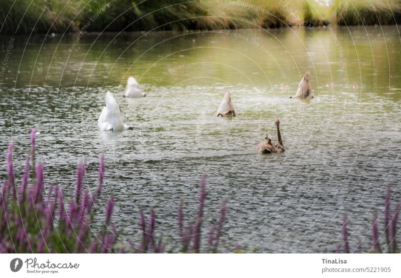 Schwäne kopfüber im See Schwan Wasservögel Tiere Nahrungssuche weiss grau Jungschwan langer Hals schön romantisch elegant Feder Natur Außenaufnahme Farbaufnahme