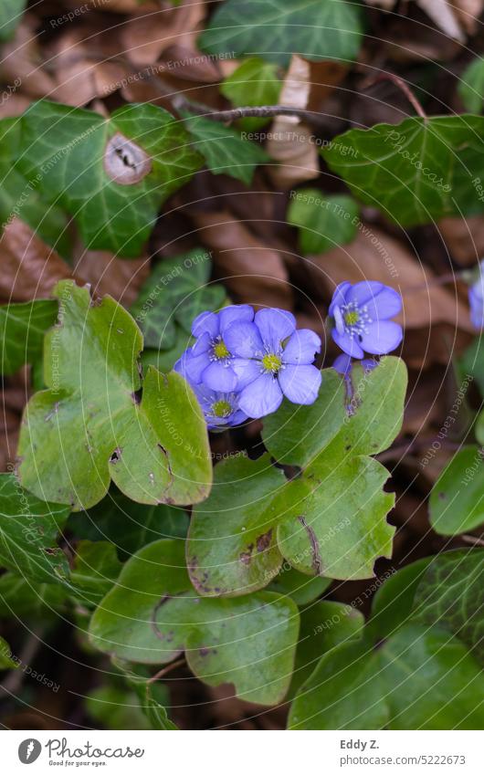 Leberblümchen, Blume in violett, blauer Farbe Gewöhnliches Leberblümchen Hepatica nobilis Anemone hepatica blume blaulila floral grün natur Blüte Natur Pflanze