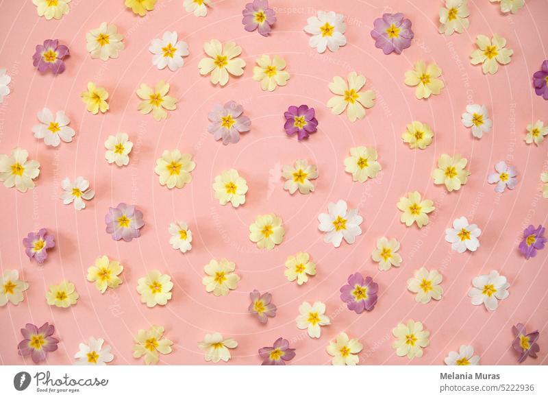 Frühling Blumen Muster auf rosa Hintergrund. Pastellfarbene Blumen flach legen, abstrakte Blüte Hintergrund. Grußkarte, Hochzeit, Jahrestag. Ästhetik Schönheit