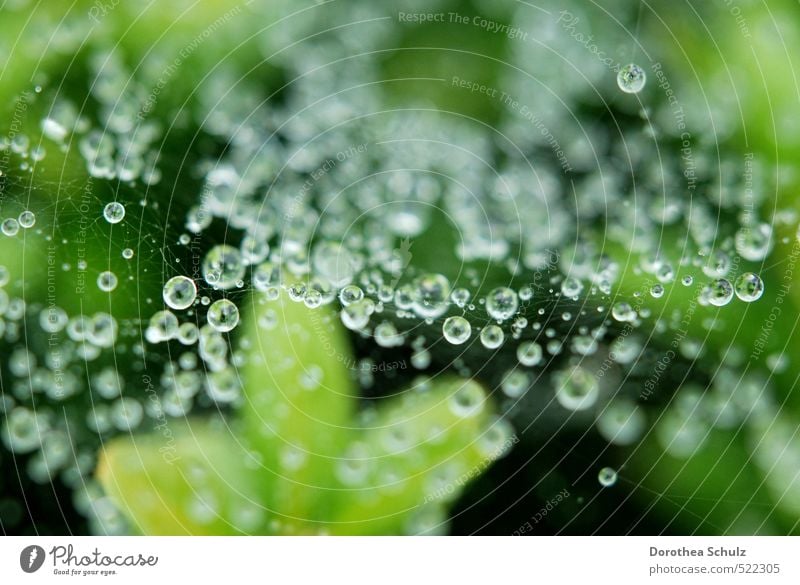 Nieselregen Natur Tier Wassertropfen Herbst Regen Pflanze Spinne Linie Knoten Netz Netzwerk atmen glänzend leuchten ästhetisch kalt nass natürlich grün silber