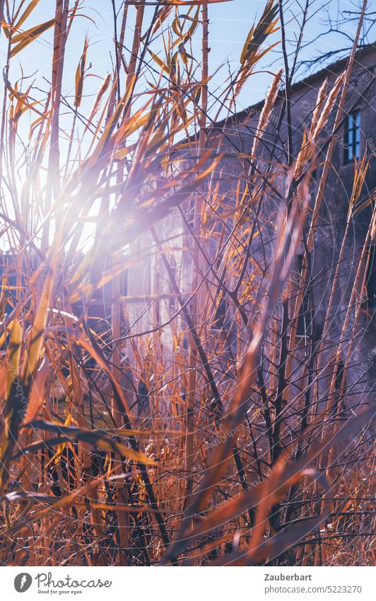 Ährengold vor Klostermauern im Gegenlicht mit Lensflare Korn gelb Licht Mauern Flare sonnig Frühling Getreide Pflanze Sommer heiter blenden geblendet Gras