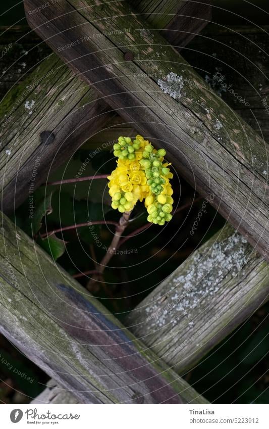 Berberitze hinter dem Zaun Berberitzengewächs Blüten gelb Pflanze Natur natürlich Frühling Außenaufnahme Garten Farbfoto Nahaufnahme Detailaufnahme