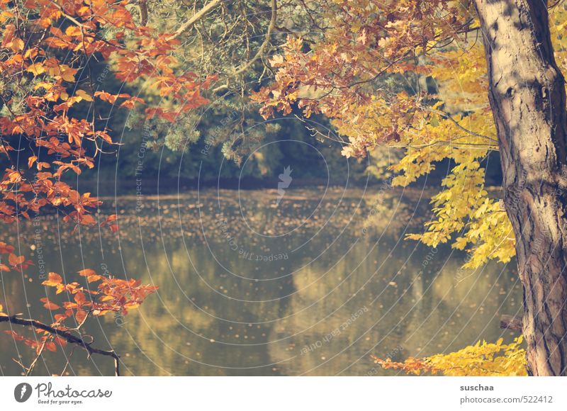 altes 2013 / bärensee Umwelt Natur Landschaft Wasser Herbst Klima Schönes Wetter Pflanze Baum Blatt Seeufer Holz Erholung Idylle Wellness Baumstamm Farbfoto