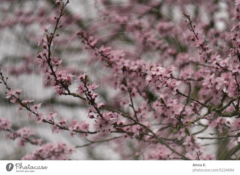 Frühlingserwachen in rosa Mandelblüte Frühlingsgefühle Frühlingstag Blühend Blüte Rosengewächs Natur Außenaufnahme Farbfoto zarte Blüten natürliche Farbe