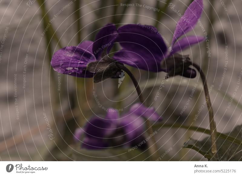 Zarte Märzveilchen Duftveilchen Veilchengewächse Violaceae Lila Blüten lila Blütenblätter violett Frühling Frühlingsgefühle Frühlingserwachen Frühlingsbote