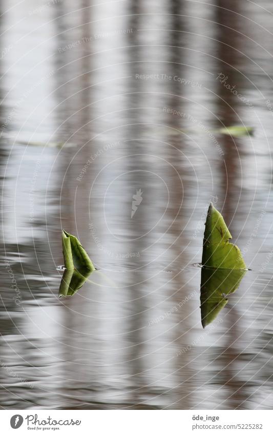 Zwei grüne Haie Seerosen Teich Wasser Pflanze Seerosenblatt Natur Seerosenteich Blatt Wasserspiegelung Seerosenblätter Teichrose Teichmummel Wasserpflanze
