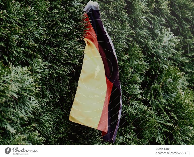 schwarzrotgold - Deutschlandfahne vor Thuja-Hecke Lebensbaum Thujahecke grün Deutschlandflagge Nationalflagge Patriotismus Flagge Wind schwarz-rot-gold Fahne
