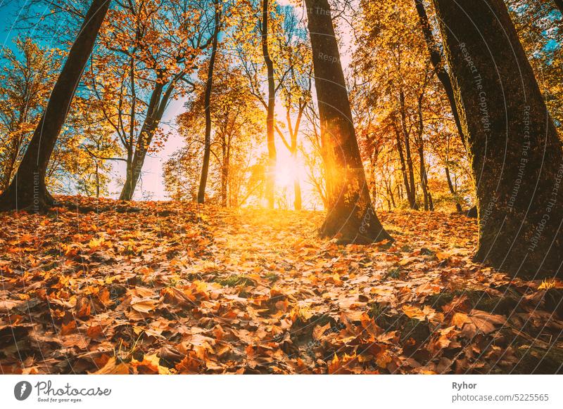 Schöner Sonnenuntergang Sonnenaufgang Sonnenschein im sonnigen Herbst Waldpark. Sonnenlicht durch Wälder im Herbst Waldlandschaft. Schatten auf Schnee Europa