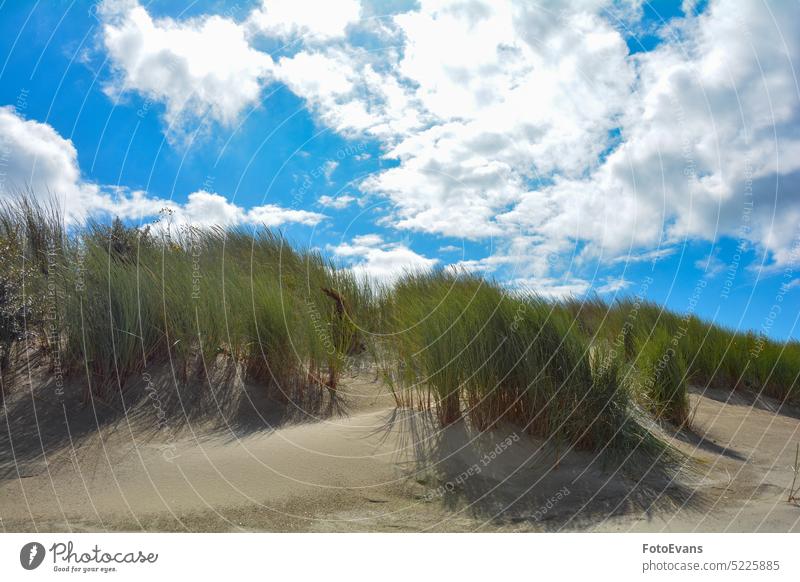 Strandgras an der Küste mit blauem Himmel Gras Nordseestrand Auszeit Sand Dunes Pflanzen Natur Textfreiraum Sommer Tag Urlaub Strandhafer Landschaft MEER