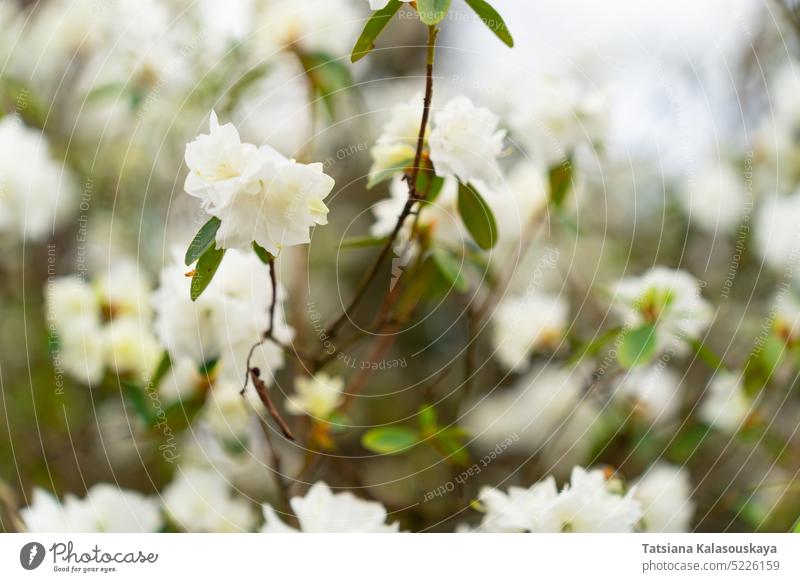 Nahaufnahme von weißen Rhododendron-Aprilschnee-Blüten Dauricum rhododendron weißer Schnee rhododendron dauricum Blume Familie Heide Ericaceae. Überstrahlung