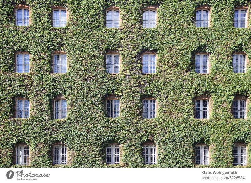 Von Efeu berankte Backsteinfassade mit 24 Fenstern Fassade Fassadenverkleidung beranktes Haus Gebäude Fensterscheibe grün Grünpflanze Immergrüne Pflanzen