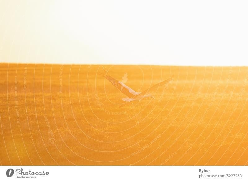 Europäischer Weißstorch Ciconia Ciconia fliegt über Sommerwiese durch Sonnenuntergang Sonnenlicht beleuchtet. Wildvogel im sonnigen Abend in Weißrussland. Sonnenschein über Wiese Landschaft
