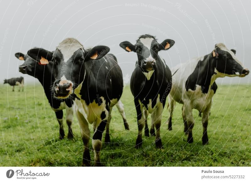 Gruppe von Kühen Tiergruppe Kuh Bauernhof Nutztier Ackerbau Natur Herde Außenaufnahme Wiese Weide Rind Farbfoto Viehzucht Milchkuh Milchwirtschaft Viehbestand