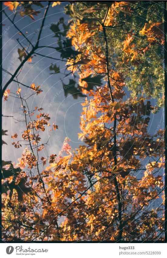 Herbstliches hochkant Herbstlaub Baum gelb Farben Himmel Äste Zweige u. Äste Natur Herbstfärbung Herbstbeginn herbstlich Außenaufnahme Jahreszeiten Umwelt
