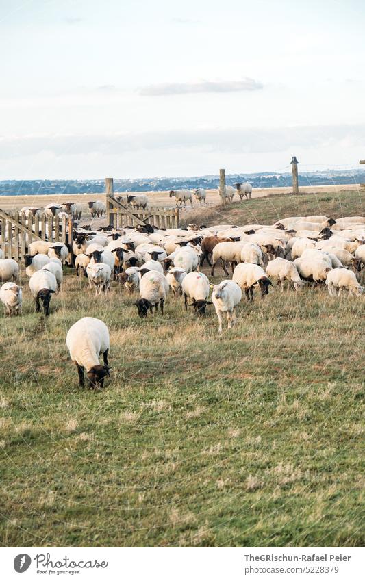 Schaffherde auf grüner wiese mit Zaun Herde Nutztier weiden Fressen grasen Gras Futter Wiese Tier Außenaufnahme Natur Tiergruppe Schafherde Weide Tag