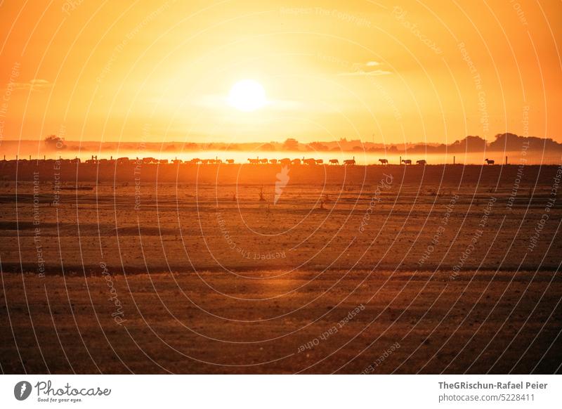 Schafherde als Silhouette im Sonnenaufgang Weide Gegenlicht Kontrast tierherde tiere Nutztier Wiese Natur Herde Gras Außenaufnahme Tier Tiergruppe Landschaft