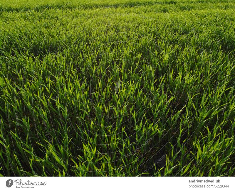 Landwirtschaft. grünes Feld der frühen Weizen bei Sonnenuntergang Sonnenuntergang Sonnenlicht Bewegung. grünes Gras schwingt im Lebensstil der Wind. Natürliche Textur Hintergrund, junge Weizensprossen winken im Wind. Ernte organisch