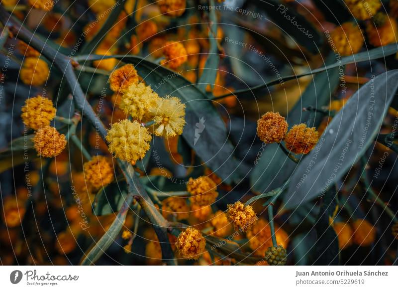Natur Hintergrund. Mimosenblüten und Blätter Blume gelb orange orange Farbe Baum Buchse Ast Blatt Garten Gartenarbeit Blumen mediterran Pflanze Naturhintergrund