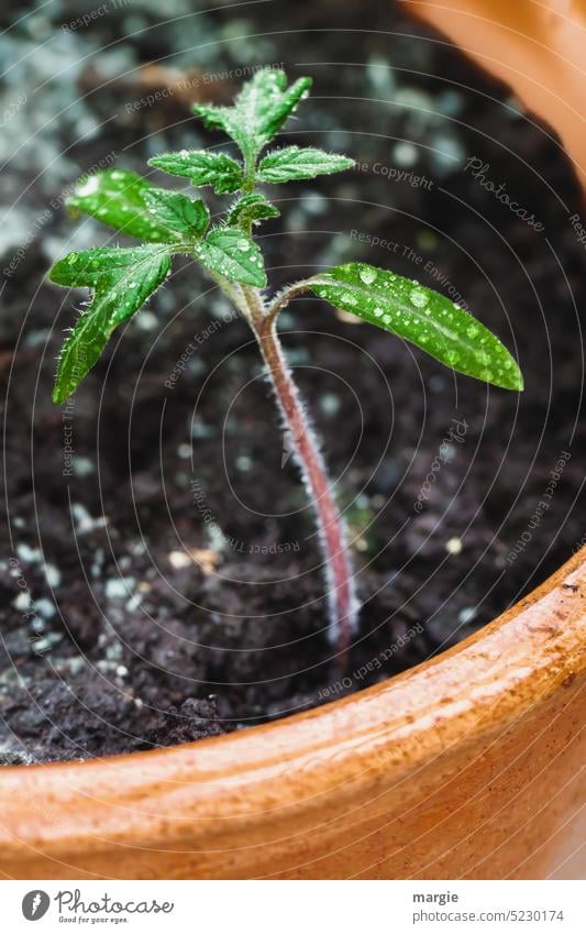 Kleine Pflanze im Topf Blumentopf Topfpflanze Tomate Grünpflanze Erde Blumenerde Blatt anpflanzen grün Wachstum Nahaufnahme Natur Farbfoto Nutzpflanze